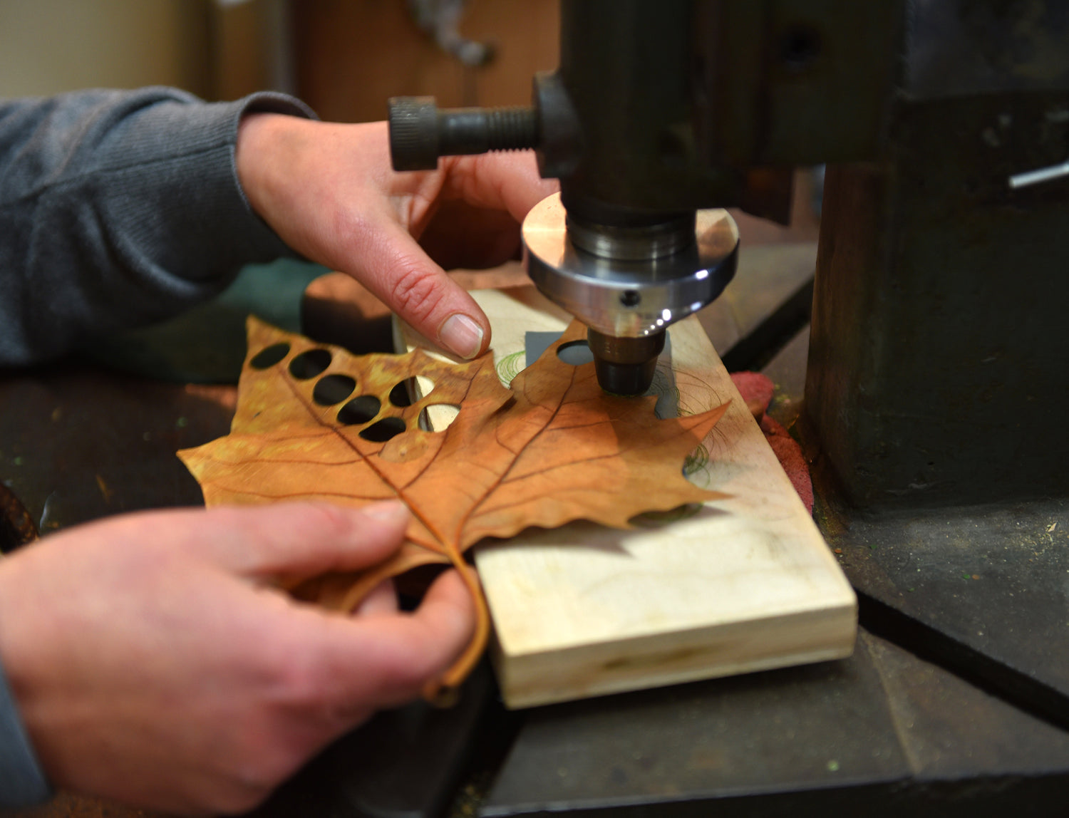 Aus einem Ahornblatt werden runde Kreise ausgestanzt.